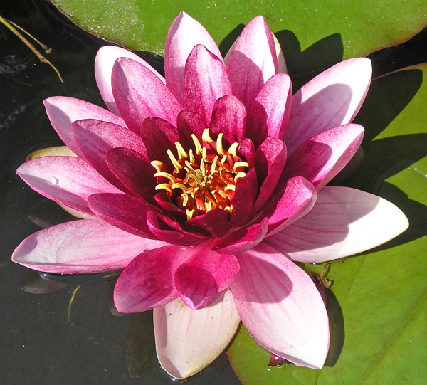 Seerose, Nymphaea spec